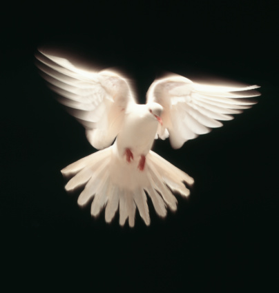 White dove in flight.