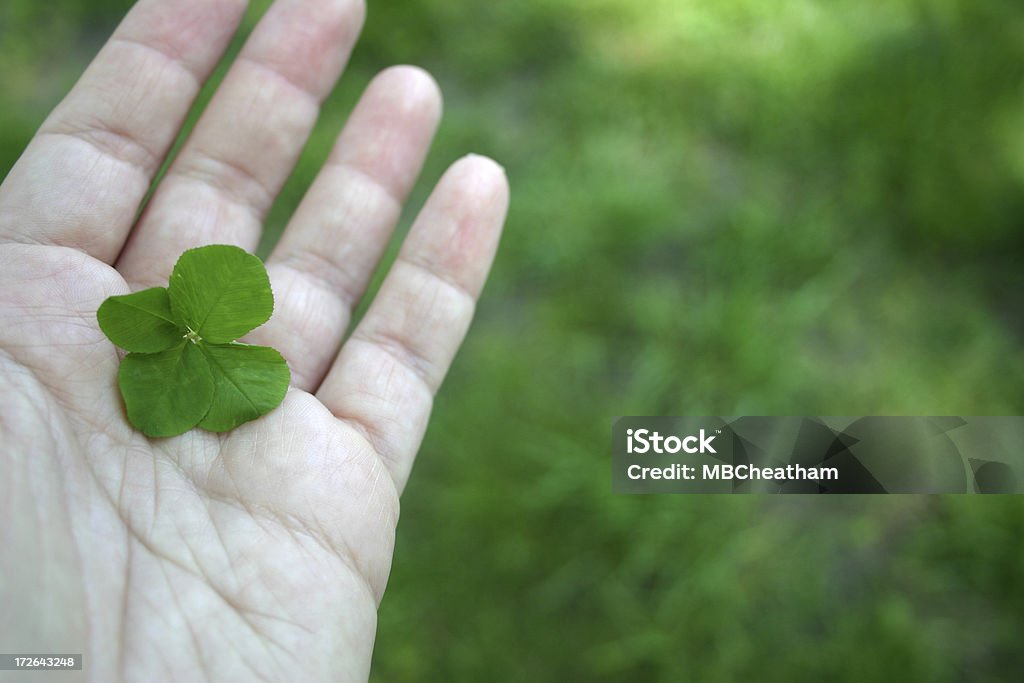 Four Leaf Clover IV Woman's hand holding four leaf clover. Focus on clover.See also: Clover Stock Photo