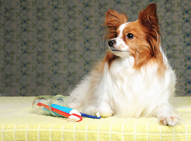 istock Dog Dental Care Time 172643357