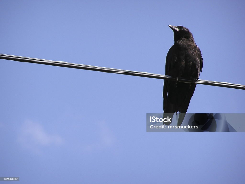 Crow on a Wire A lone crow on a wire Animal Stock Photo