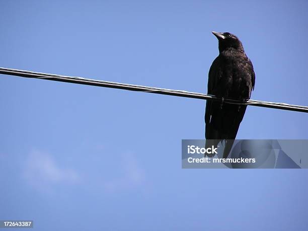 Crow On A Wire Stock Photo - Download Image Now - Animal, Beak, Bird