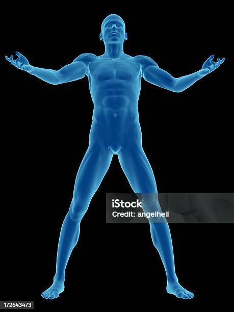 Menschlichen Körper Eines Mannes Stehend Und Robust Stockfoto und mehr Bilder von Anatomie