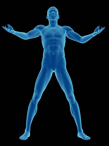 corpo humano de um homem de pé e firme - arms outstretched men anatomy front view imagens e fotografias de stock