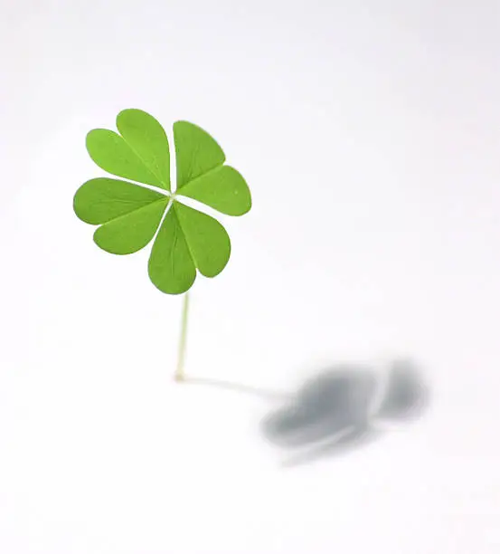 Photo of Isolated four leaf clover casting shadow