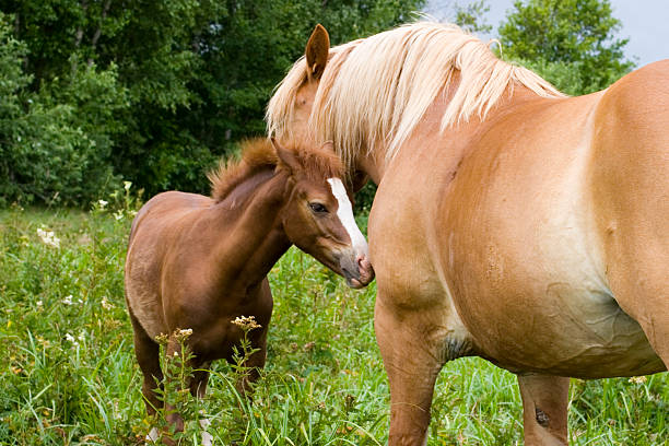 젊은 말, 구슬눈꼬리 - foal child mare horse 뉴스 사진 이미지