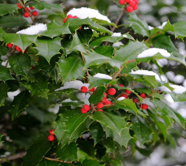 istock Holly Leaves Aquifoliaceae 172643670
