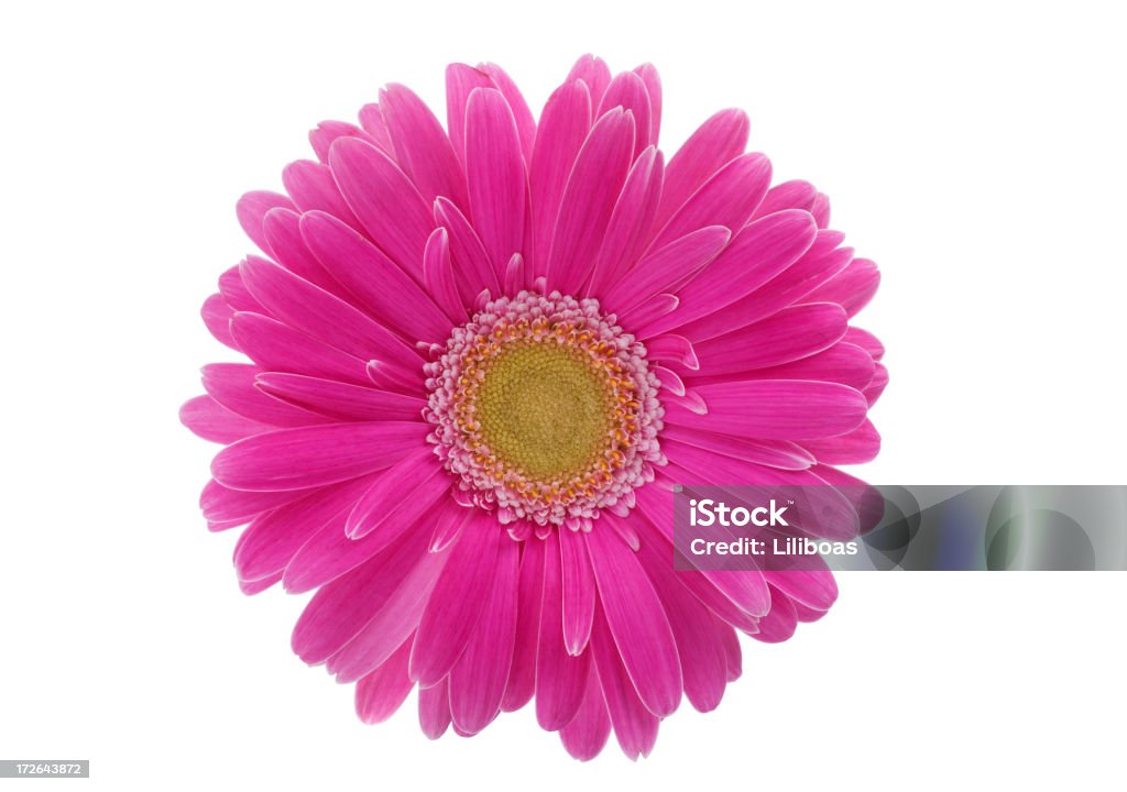 Isolierte Gerbera (XL - Lizenzfrei Blume Stock-Foto