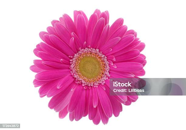 Isolierte Gerbera Xl Stockfoto und mehr Bilder von Blume - Blume, Einzelne Blume, Extreme Nahaufnahme