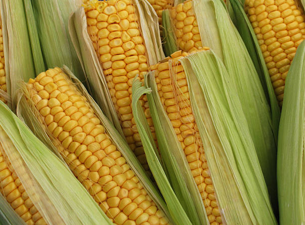 istock Pile of corn on cob with top cut off  172643895