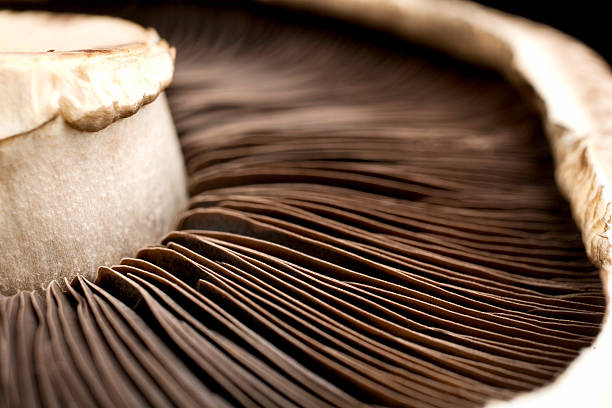 Close up view of mushroom belly