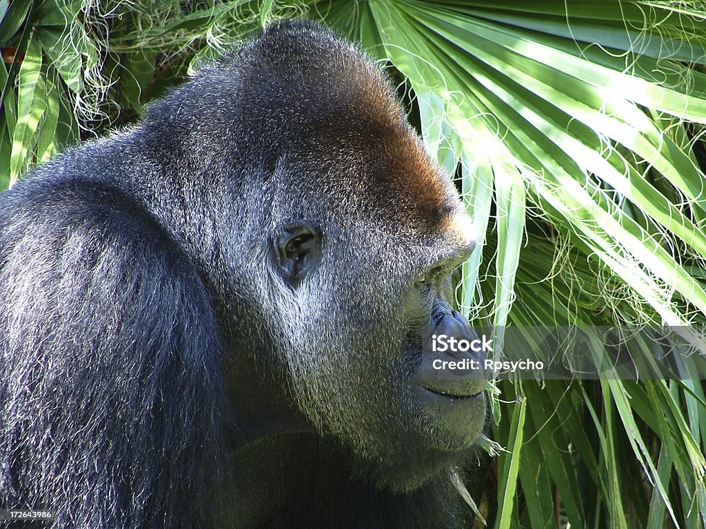 Gorila primer plano del perfil - Foto de stock de Gorila libre de derechos