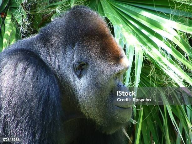 Gorilla Primo Piano Del Profilo - Fotografie stock e altre immagini di Gorilla - Gorilla, Ambientazione esterna, Ambiente