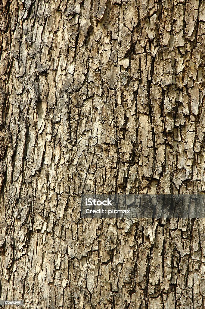 나무껍질 애니메이션 배경 - 로열티 프리 갈색 스톡 사진