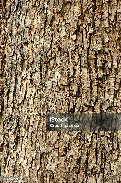 나무껍질 애니메이션 배경 갈색에 대한 스톡 사진 및 기타 이미지 - 갈색, 거친, 건조한