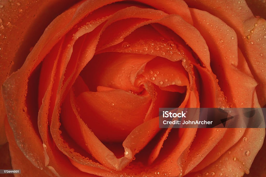 Rosebud mit Wasser Tropfen - Lizenzfrei Rose Stock-Foto