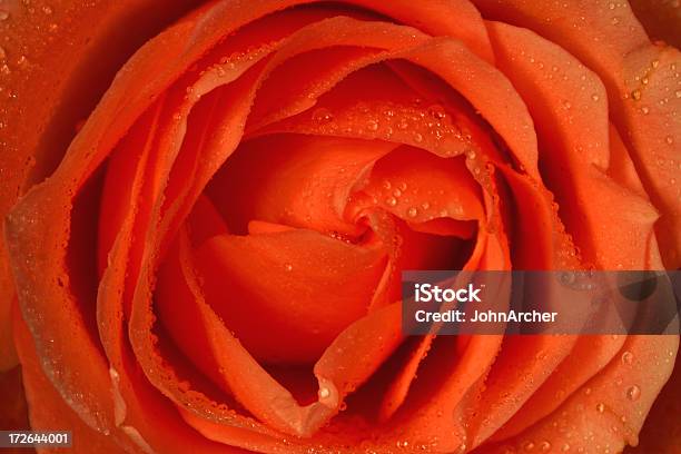 Rosebud Mit Wasser Tropfen Stockfoto und mehr Bilder von Rose - Rose, Ansicht aus erhöhter Perspektive, Blume