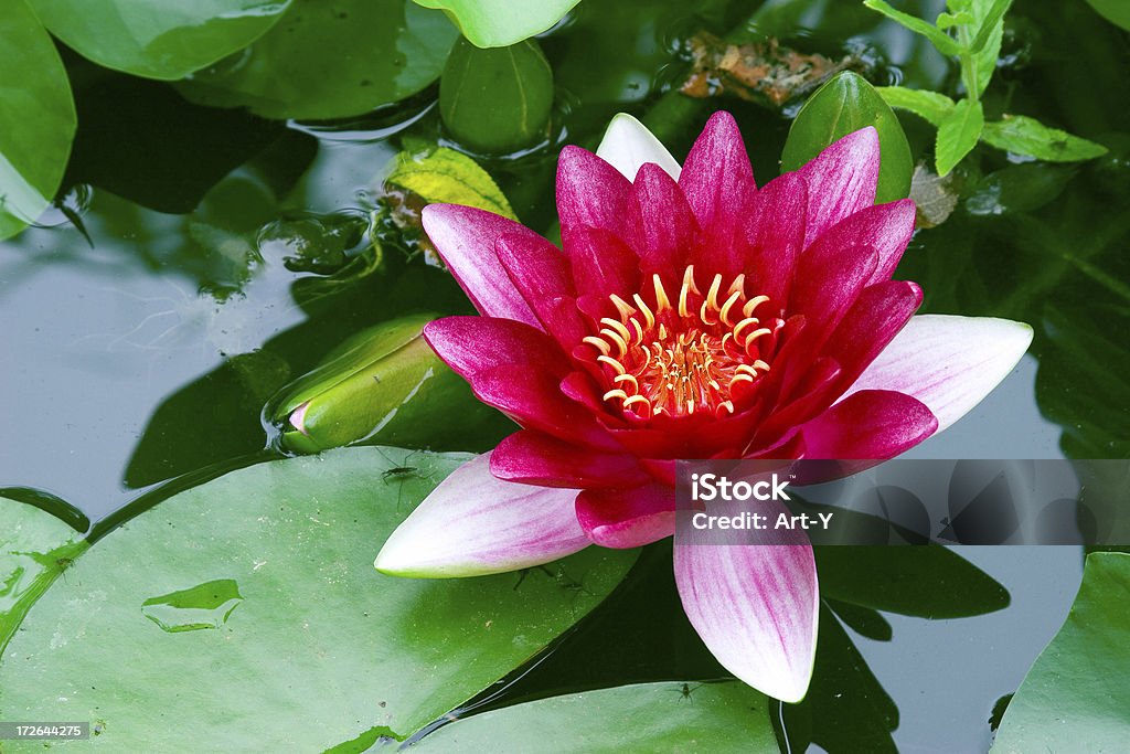 Lotus Вода Lily - Стоковые фото Лотос роялти-фри
