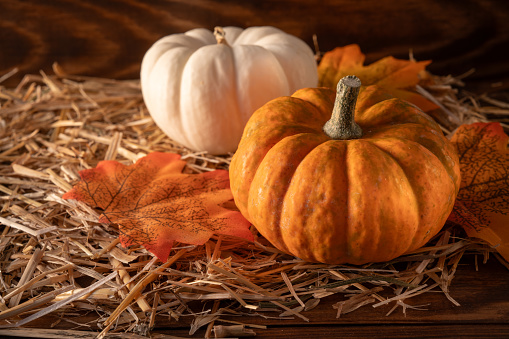 Mini thanksgiving pumpkins and autumn leaves
