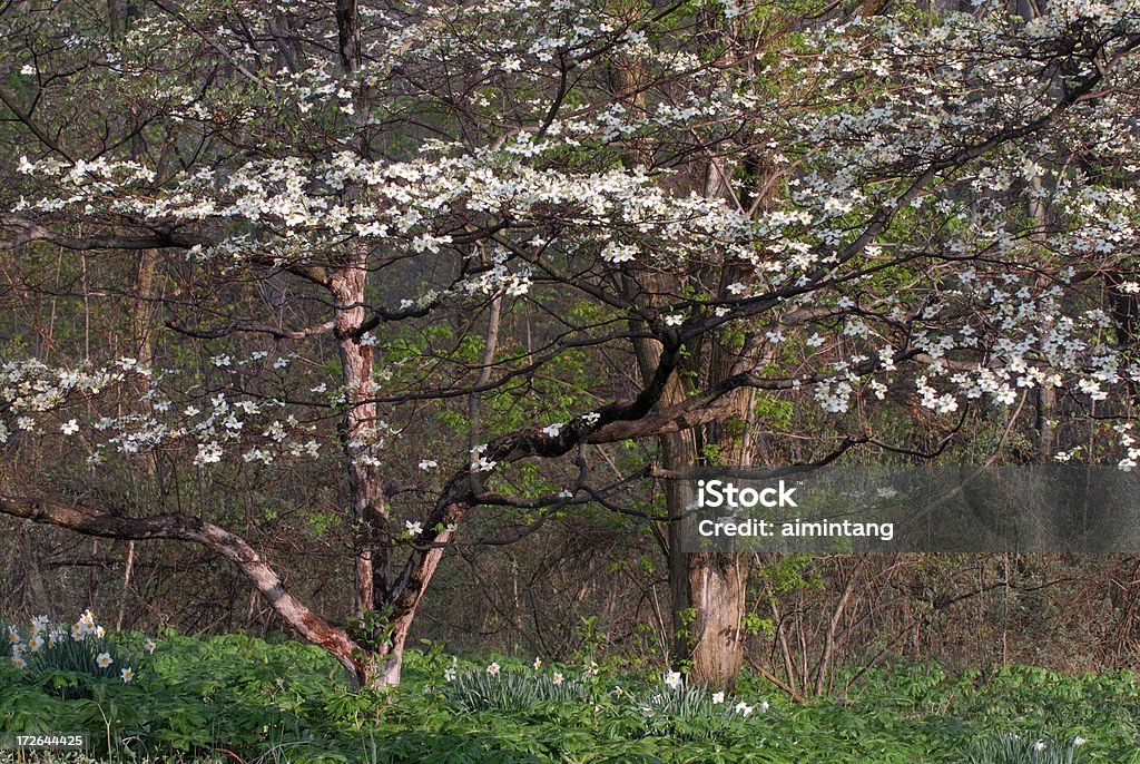 Dogwoods and Daffodils White dogwoods and daffodils Bush Stock Photo