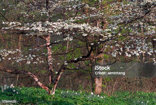 Dogwoods And Daffodils Stock Photo - Download Image Now - Bush, Daffodil, Dogwood