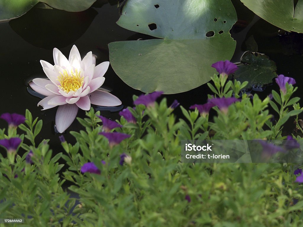 Meine Pond - Lizenzfrei Baumblüte Stock-Foto