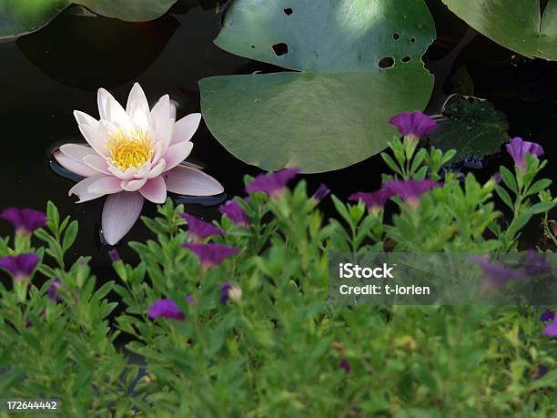 Meine Pond Stockfoto und mehr Bilder von Baumblüte - Baumblüte, Blatt - Pflanzenbestandteile, Blume