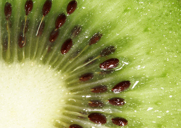 Macro of the kiwi fruit. My other close-up images