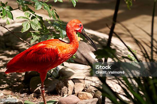 Ibis Scarlatti Uccello - Fotografie stock e altre immagini di Trinidad e Tobago - Trinidad e Tobago, Ambientazione esterna, Animale