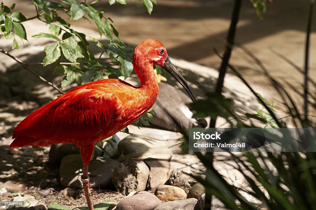 Алый ибис птица - Стоковые фото Тринидад и Тобаго роялти-фри