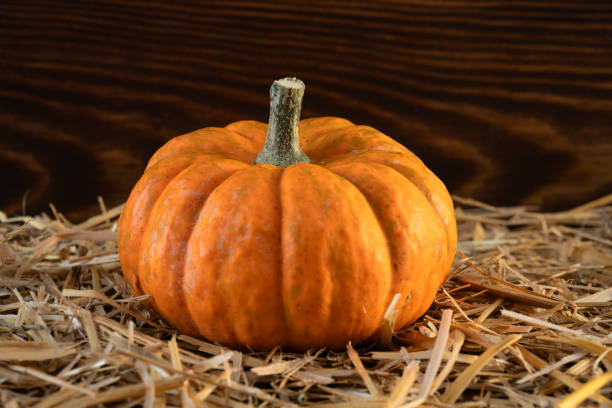 Mini thanksgiving pumpkins on wooden background