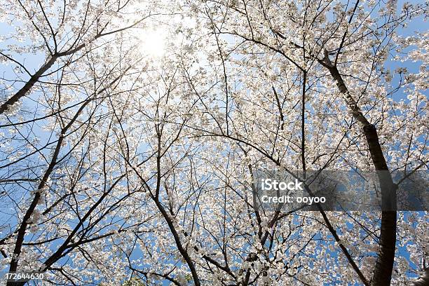 Солнечный Свет Через Cherry Trees — стоковые фотографии и другие картинки Без людей - Без людей, Белый, Весна