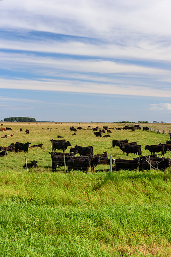 Cattle herd grazing on a farm in the state of Santa Catarina in southern Brazil