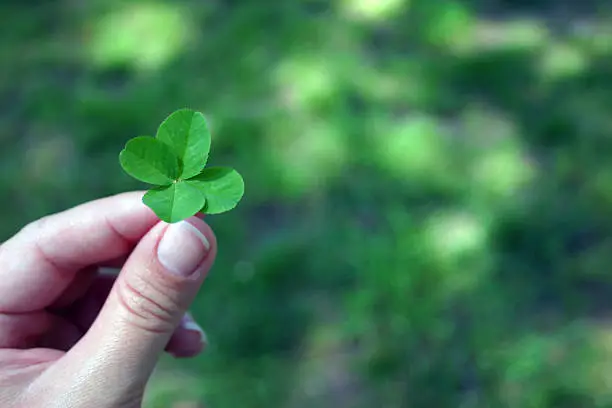 Photo of Four Leaf Clover