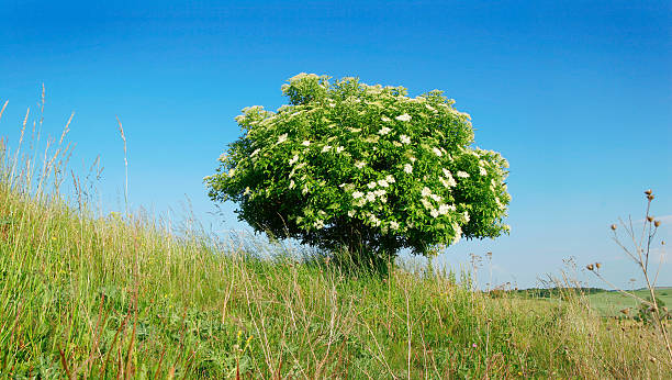Blossoming Elder Tree stock photo