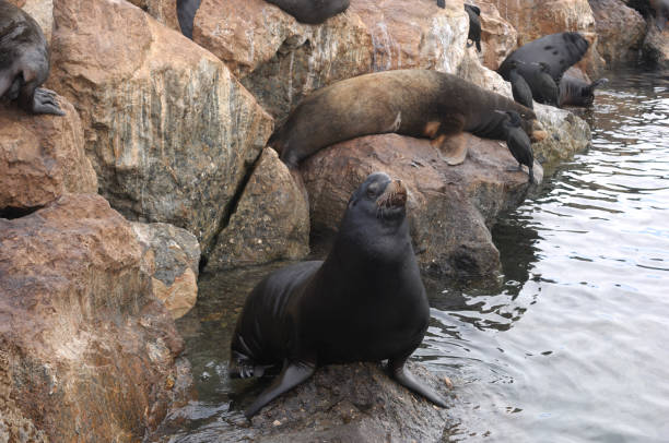 istock Wild Sea Lion Resting on Rocks 172644821