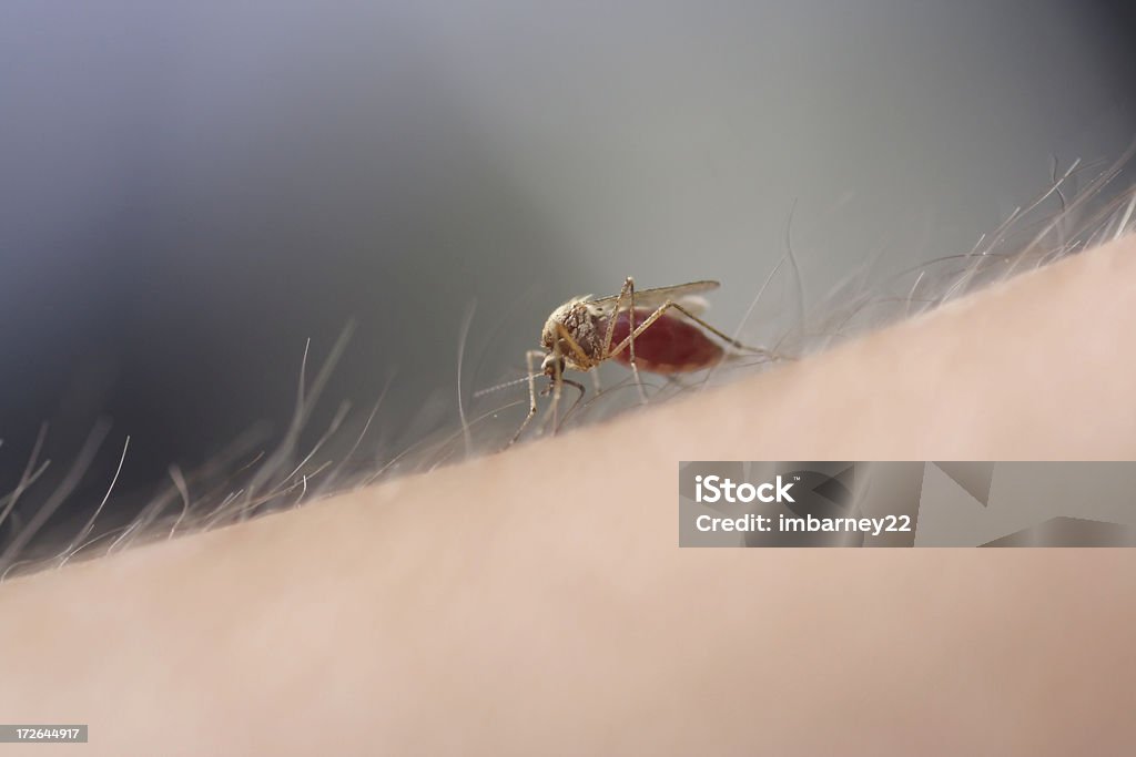 Mosquito de extraer 2 - Foto de stock de Mosquito libre de derechos