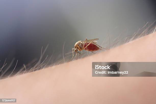 Mosquitos Ssać 2 - zdjęcia stockowe i więcej obrazów Komar - Komar, Kąsać, Gryźć