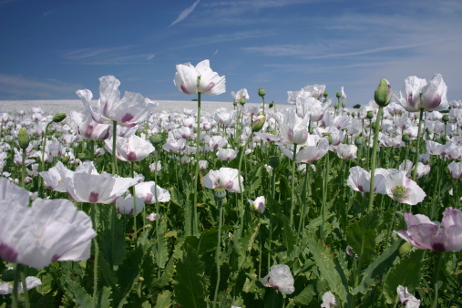 a shot of a huge field of white flowers with a blue sky as a background