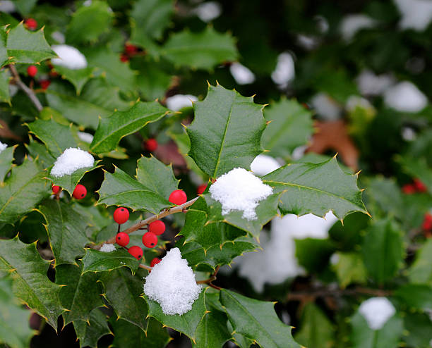 istock Aquifoliaceae Leaves 172645011