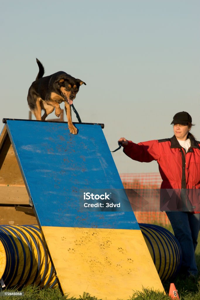 Agility 아타투르크 장애물 - 로열티 프리 강사 스톡 사진