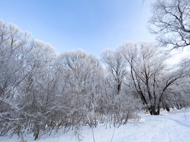 istock Panoramic view of the winter forest covered with frost. 1726451560