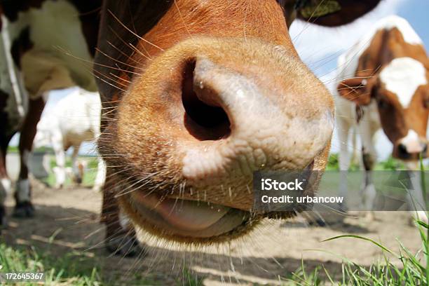 Vitello Masticare - Fotografie stock e altre immagini di Agricoltura - Agricoltura, Ambientazione esterna, Animale