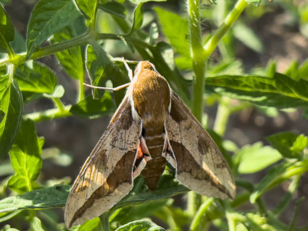istock Euphorbia hawk moth - Hyles euphorbiae, a beautiful night butterfly. 1726454242