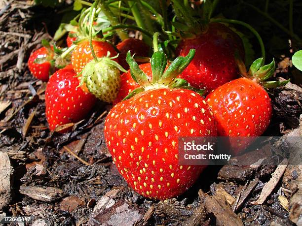 Fresas Foto de stock y más banco de imágenes de Alimento - Alimento, Comida gourmet, Comida sana