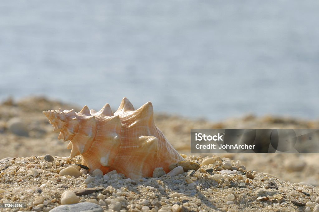 Shell am Strand - Lizenzfrei Bundesstaat New York Stock-Foto