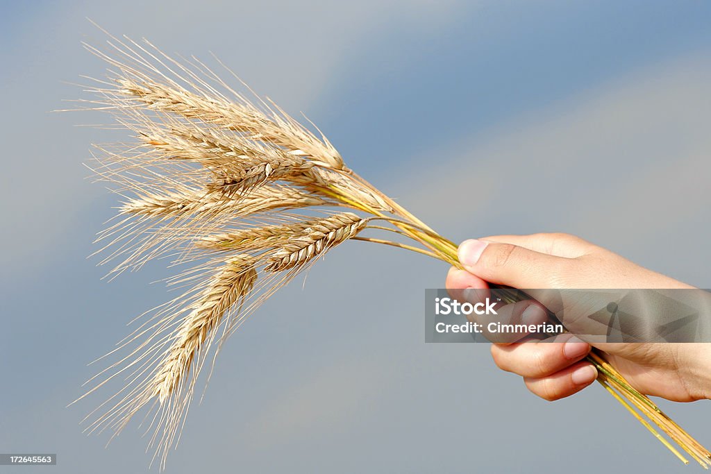 Golden wheat - Lizenzfrei Agrarbetrieb Stock-Foto