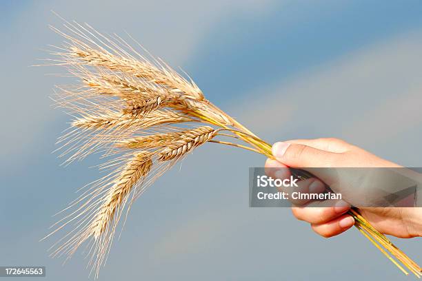 Golden Wheat Stockfoto und mehr Bilder von Agrarbetrieb - Agrarbetrieb, Bauernberuf, Bildkomposition und Technik
