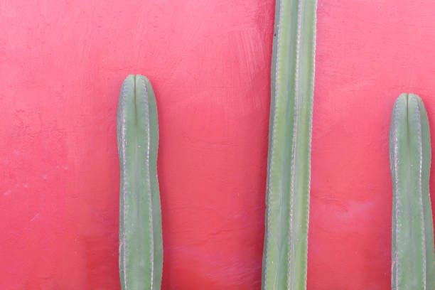 three green cacti in front of red wall. decor