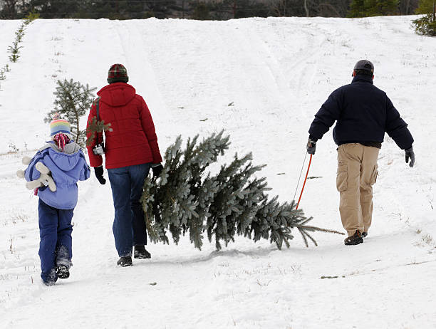 Porta la tua famiglia per tagliare l'albero di Natale - foto stock