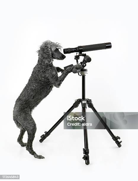 ガラス張りの - 望遠鏡のストックフォトや画像を多数ご用意 - 望遠鏡, 犬, ポートレート
